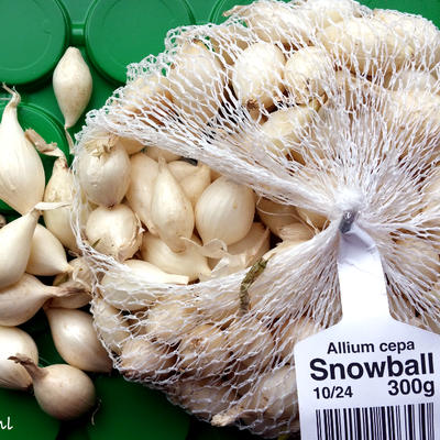 Allium cepa 'Snowball' - 