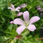 Geranium x oxonianum 'Claridge Druce'