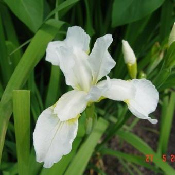 Iris sibirica  Snow Queen (Iris, blanc) - Acheter sur