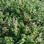 Thymus serpyllum - Serpolet - Thymus serpyllum