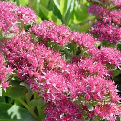 Sedum 'Carl' - Sedum 'Carl'