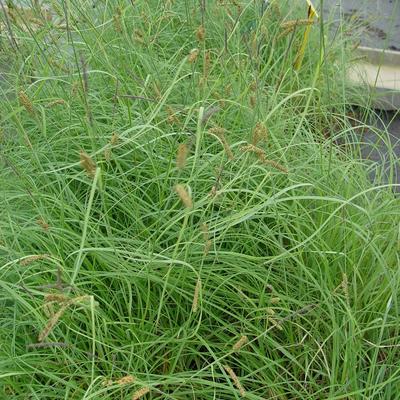 Carex flacca 'Buis' - Carex flacca 'Buis'
