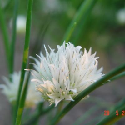 Allium schoenoprasum 'Album'