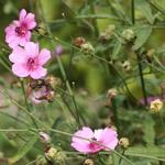 Althaea cannabina - Althaea cannabina - 