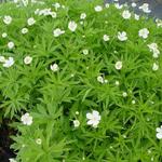 Anemone canadensis - 