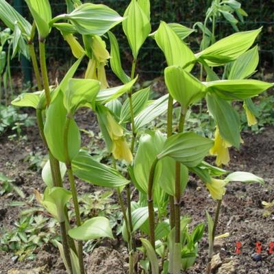 Disporum flavens - Disporum uniflorum