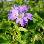 Geranium nodosum 'Marijke'