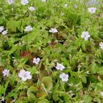 Geranium nodosum 'Svelte Lilac'