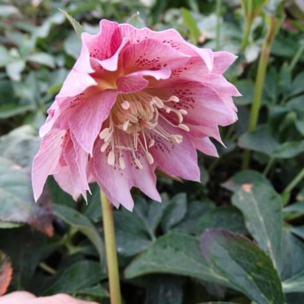  - Helleborus orientalis 'DOUBLE ELLEN Pink'