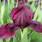 Iris pumila 'Cherry Garden' - Iris pumila 'Cherry Garden'