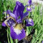 Iris sibirica 'Blue Moon' - 