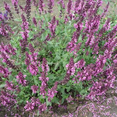 Salvia nemorosa 'Pink Friesland' - Salvia nemorosa 'Pink Friesland'