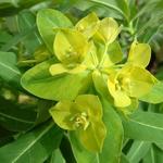 Euphorbia schillingii - Euphorbia schillingii