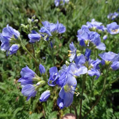 Polemonium caeruleum 'Northern Lights' - 