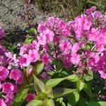 Phlox amplifolia 'Winnetou'