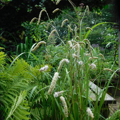 Sanguisorba tenuifolia var. alba