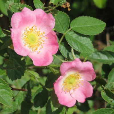 Rosa rubiginosa - 