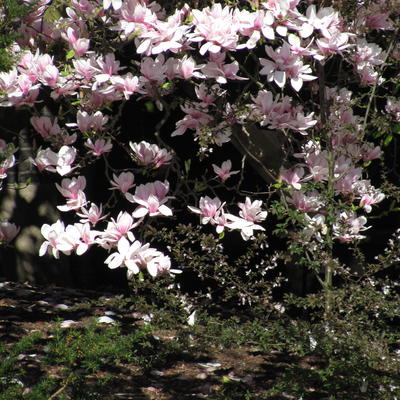 Tulpen-Magnolie - Magnolia x soulangeana