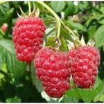 Rubus idaeus ´Schönemann´ - Rubus idaeus ´Schönemann´