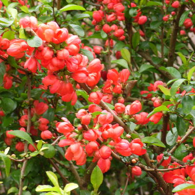 Chaenomeles japonica - Zierquitten - Chaenomeles japonica