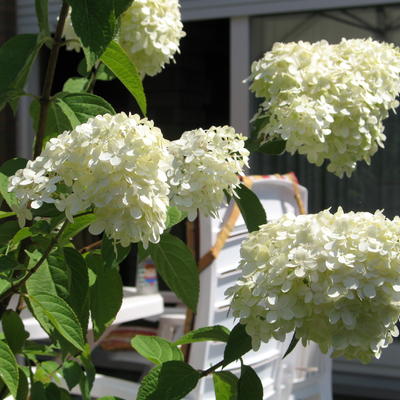 Hydrangea macrophylla - 