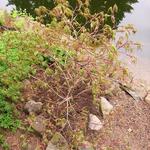 Acer palmatum 'Alloys' - Acer palmatum 'Alloys' - 