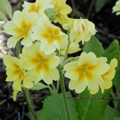 Primevère officinale - Primula veris