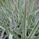 Phalaris arundinacea var. picta 'Tricolor'  - 