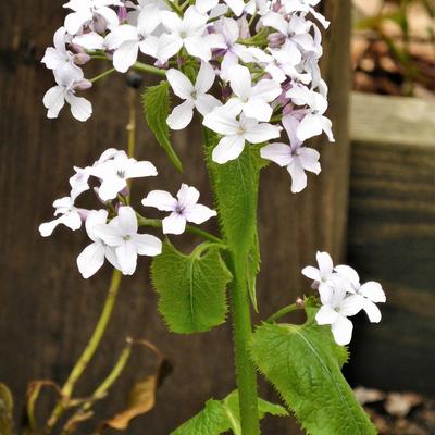 Ausdauerndes Silberblatt - Lunaria rediviva