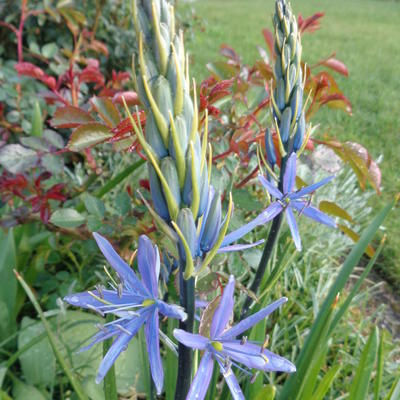 Camassia leichtlinii 'Caerulea' - Camassia leichtlinii 'Caerulea'