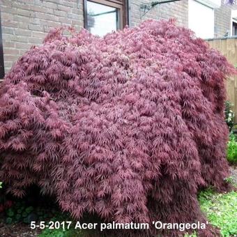 Acer palmatum 'Orangeola'