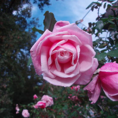 Rosa 'Coral Dawn' - 