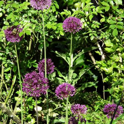 Allium hollandicum 'Purple Sensation' - 