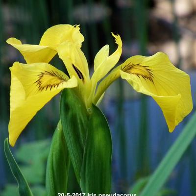 Sumpf-Schwertlilie - Iris pseudacorus