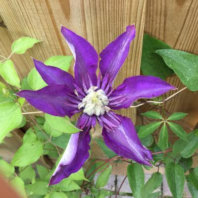 Clematis 'Multi Blue'