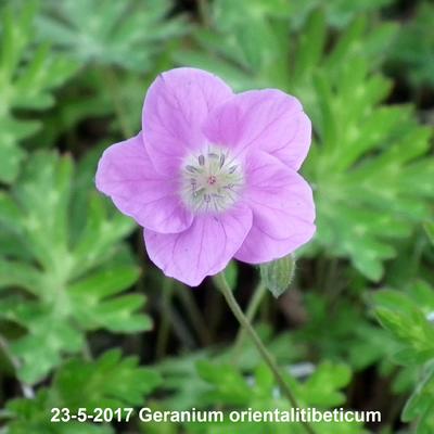 Geranium orientalitibeticum - 