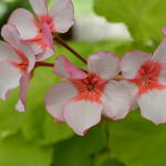 Pelargonium 'Scottow Star' - 