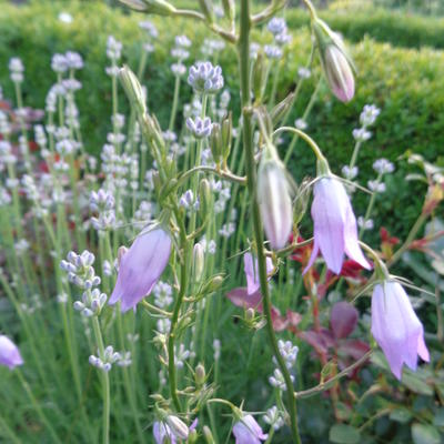 Campanula rapunculus - Campanule raiponce - Campanula rapunculus