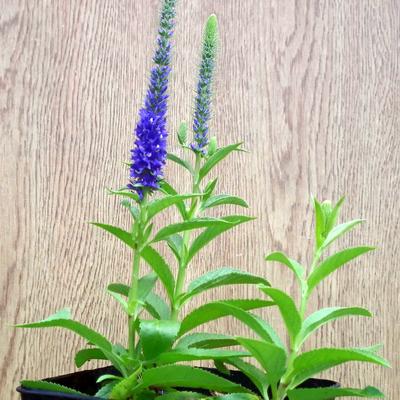 Veronica spicata 'Ulster Dwarf Blue'