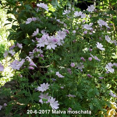 Malva moschata - Moschus-Malve - Malva moschata