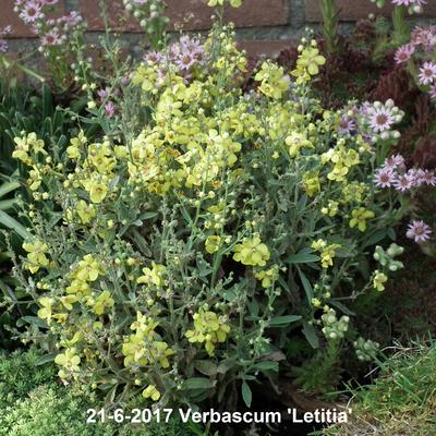 Verbascum 'Letitia' - 