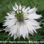 Nigella damascena 'Miss Jekyll Alba' - 