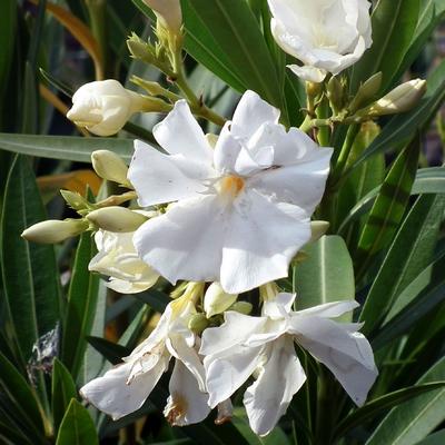 Laurier-rose - Nerium oleander