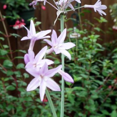 Tulbaghia violacea 'Silver Lace' - 