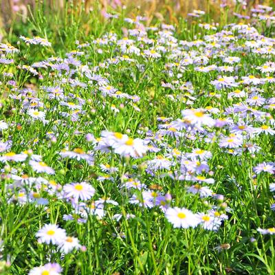 Boltonia decurrens 'JS Warrior's Blush' - 