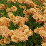 Chrysanthemum indicum 'Kleiner Bernstein' - 