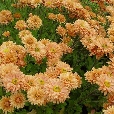 Chrysanthemum indicum 'Kleiner Bernstein' - 