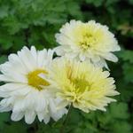 Chrysanthemum indicum 'Poesie' - Chrysanthemum indicum 'Poesie'
