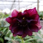 Helleborus orientalis 'DOUBLE ELLEN Purple' - 
