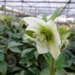 Helleborus orientalis 'PRETTY ELLEN White' - Helleborus orientalis 'PRETTY ELLEN White'